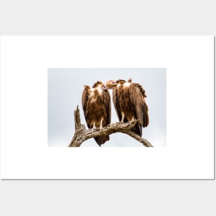 Vulture Couple is Caressing Each Other - Kruger National Park Posters and Art